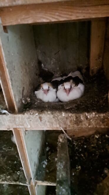 Yuva qarisiq satilir lalafo.az -da Yuva qarisiq satilir