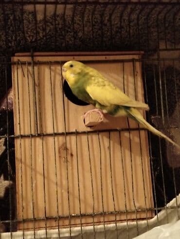 1illik dişi valnister Barter yoxdur .Ünvan Əhmədli Metro içinə lalafo.az -da 1illik dişi valnister Barter yoxdur .Ünvan Əhmədli Metro içinə