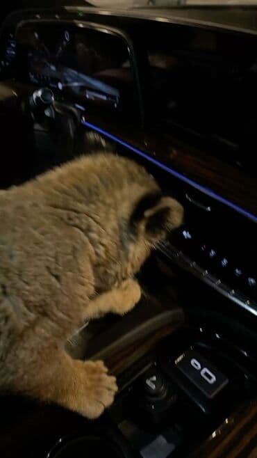 İnstagram hesab satilir 30 ka 35 azn Tiktok hesab satilir 100 ka 50 lalafo.az -da İnstagram hesab satilir 30 ka 35 azn Tiktok hesab satilir 100 ka 50