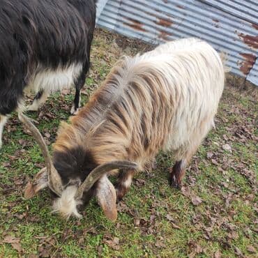 Erkək, il: 1, 30 kq, Damazlıq, Ödənişli çatdırılma lalafo.az -da Erkək, il: 1, 30 kq, Damazlıq, Ödənişli çatdırılma