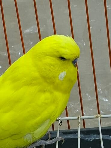 Çex cütü erkəy dişi ünvan xırdalan lalafo.az -da Çex cütü erkəy dişi ünvan xırdalan