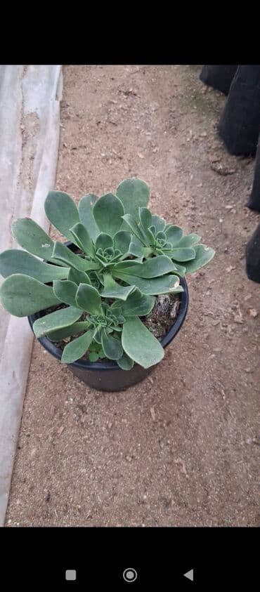Sukkulent – Echeveria tipli dekorativ bitki (qara plastik saksıda) - lalafo.az -da Sukkulent – Echeveria tipli dekorativ bitki (qara plastik saksıda) -