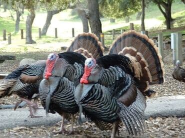 Təmiz Kənd məhsulları. Sağlamlığına cavabdehəm . Bu ilki fərə və xoruz lalafo.az -da Təmiz Kənd məhsulları. Sağlamlığına cavabdehəm . Bu ilki fərə və xoruz