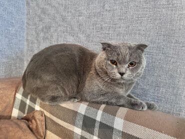 Şotland yastı qulaq, Erkək lalafo.az -da Şotland yastı qulaq, Erkək