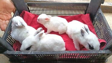 Ağ rəngli mini dovşan balaları - Növ: ev üçün dekorativ dovşan lalafo.az -da Ağ rəngli mini dovşan balaları - Növ: ev üçün dekorativ dovşan