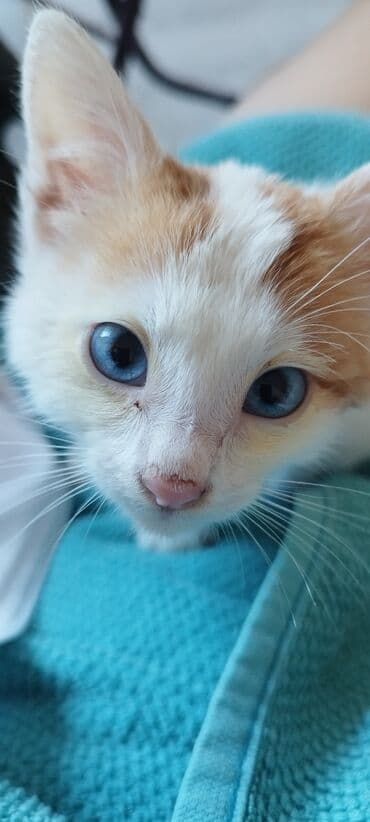 Котенок, 1.5 месяца, мальчик, глаза голубые, белый с рыжими lalafo.az -da Котенок, 1.5 месяца, мальчик, глаза голубые, белый с рыжими