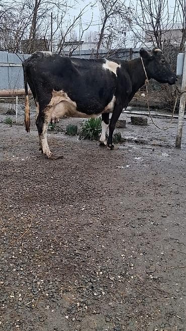 Dişi, il: 9, Damazlıq, Ünvandan götürmə lalafo.az -da Dişi, il: 9, Damazlıq, Ünvandan götürmə