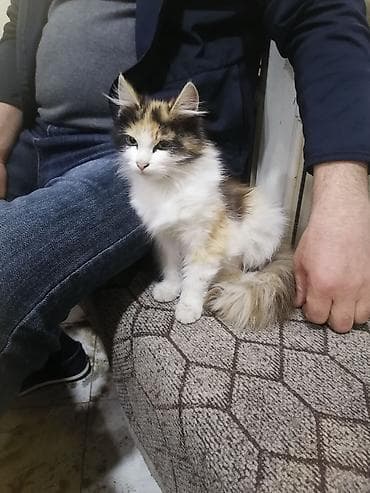 Yaxşı əllərə lalafo.az -da Yaxşı əllərə