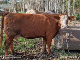 Dişi, il: 3, 800 kq, Damazlıq, Südlük, Ödənişli çatdırılma lalafo.az -da Dişi, il: 3, 800 kq, Damazlıq, Südlük, Ödənişli çatdırılma