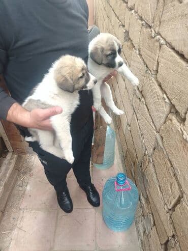 Qurdbasar, 1 ay, Erkek, Peyvəndli, Ödənişli çatdırılma lalafo.az -da Qurdbasar, 1 ay, Erkek, Peyvəndli, Ödənişli çatdırılma