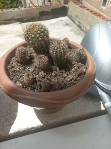 Kaktus lalafo.az -da Kaktus