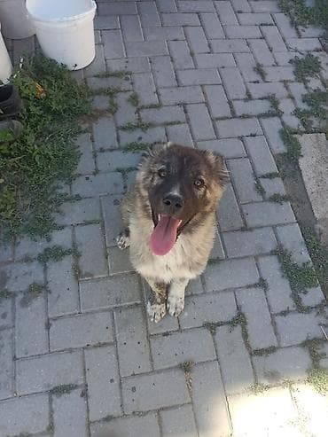 Qurdbasar, 2 ay, Erkek, Ödənişli çatdırılma, Ünvandan götürmə lalafo.az -da Qurdbasar, 2 ay, Erkek, Ödənişli çatdırılma, Ünvandan götürmə