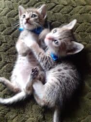 Реечные панели: Самец, Самка, В добрые руки at lalafo.az — 2 Реечные панели: Самец, Самка, В добрые руки — 2