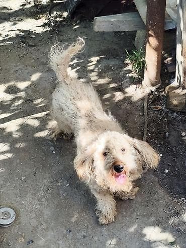 Pudel, 1 il, Erkek, Ünvandan götürmə lalafo.az -da Pudel, 1 il, Erkek, Ünvandan götürmə