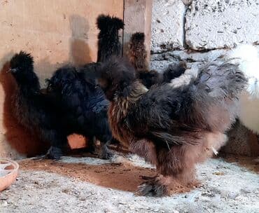 Damazlıq, Ünvandan götürmə lalafo.az -da Damazlıq, Ünvandan götürmə