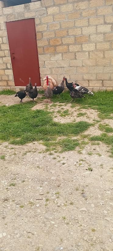 Dişi, Damazlıq, Ünvandan götürmə lalafo.az -da Dişi, Damazlıq, Ünvandan götürmə