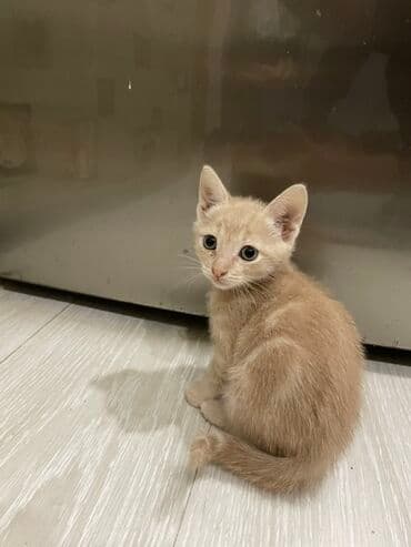 Yaxşı əllərə lalafo.az -da Yaxşı əllərə