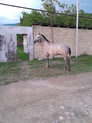 Daycadi 2 yas yarimdir. yorga gedir.yaxsi atbaz baxsa surse berk lalafo.az -da Daycadi 2 yas yarimdir. yorga gedir.yaxsi atbaz baxsa surse berk