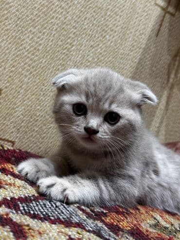 Şotland, Dişi lalafo.az -da Şotland, Dişi