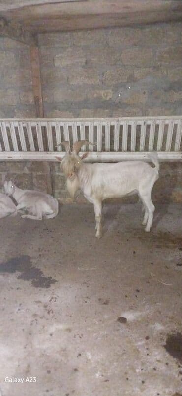 Damazlıq erkek keci satılır 1 ili tamam olmayıb maraqlananlar vatsapa lalafo.az -da Damazlıq erkek keci satılır 1 ili tamam olmayıb maraqlananlar vatsapa