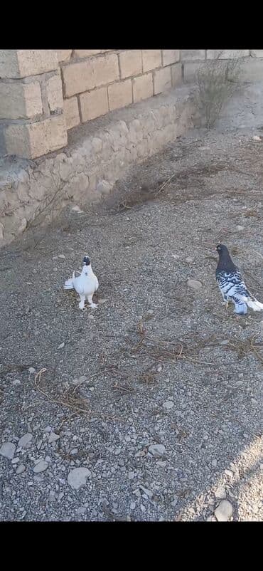 Qiymət cütünə aiddi heyvanlar siyəzəndədi bakiyada göndərmək olar.tam lalafo.az -da Qiymət cütünə aiddi heyvanlar siyəzəndədi bakiyada göndərmək olar.tam