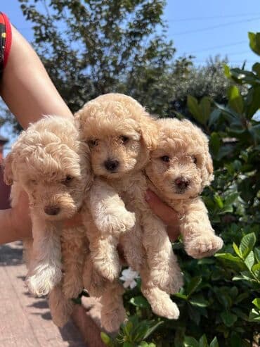 Pudel lalafo.az -da Pudel