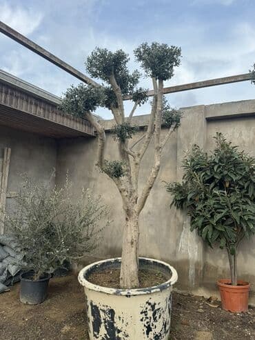 Bonsai tərzində formalaşdırılmış iri zeytun ağacı (Olea europaea) - lalafo.az -da Bonsai tərzində formalaşdırılmış iri zeytun ağacı (Olea europaea) -
