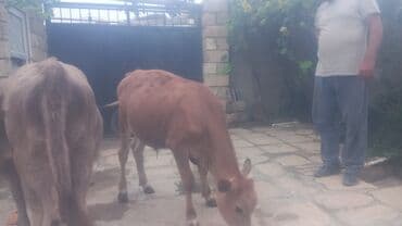 Dana, buzov, Erkək, ay: 6, 2200 kq, Damazlıq, Ünvandan götürmə, Pulsuz çatdırılma lalafo.az -da Dana, buzov, Erkək, ay: 6, 2200 kq, Damazlıq, Ünvandan götürmə, Pulsuz çatdırılma