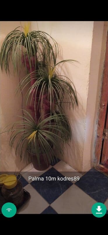 Palma sekilde qiymət məlumat qeyd olunub unvan Gence lalafo.az -da Palma sekilde qiymət məlumat qeyd olunub unvan Gence