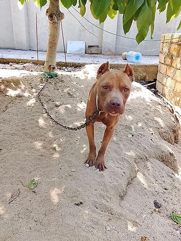Pitbul, 1 il, Erkek lalafo.az -da Pitbul, 1 il, Erkek