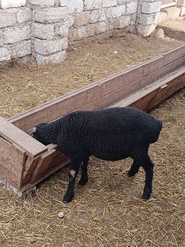 Dişi, Qala, il: 2, Ünvandan götürmə lalafo.az -da Dişi, Qala, il: 2, Ünvandan götürmə