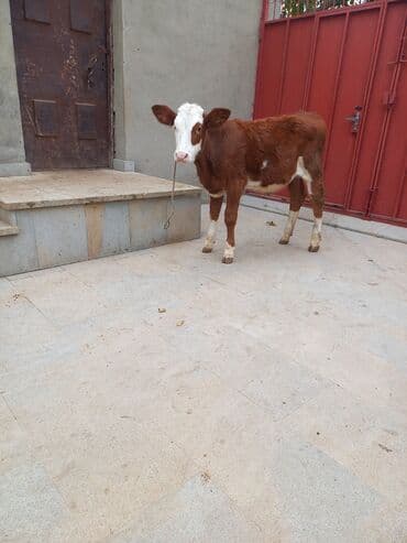 7 Aylig Dìṣì Simmental Super damazlig lalafo.az -da 7 Aylig Dìṣì Simmental Super damazlig