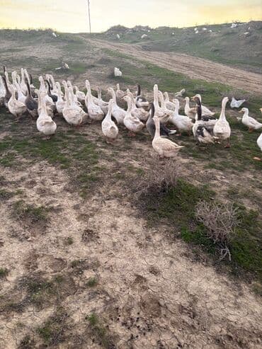 Təcili satılır 60 qaz 1750 manat Linda qazlarıdır ana qazkardır lalafo.az -da Təcili satılır 60 qaz 1750 manat Linda qazlarıdır ana qazkardır