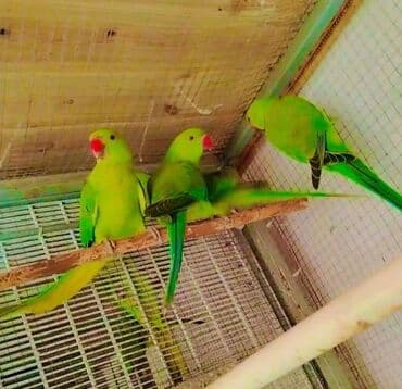 Ojereloviy tutuquslari tam saglam. 2 disi 2 erkey. Qefes qarisiq lalafo.az -da Ojereloviy tutuquslari tam saglam. 2 disi 2 erkey. Qefes qarisiq