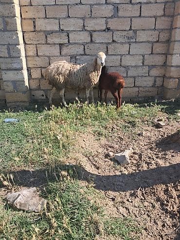 Beylaqan sortu balasida disidi lalafo.az -da Beylaqan sortu balasida disidi