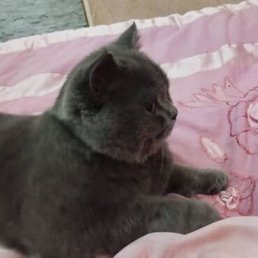 Şotland, Erkək lalafo.az -da Şotland, Erkək