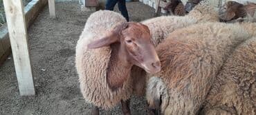 Ягнята: Qoyun sürüsü – ətlik və damazlıq üçün - Növ: yerli ətlik-yağlı at lalafo.az — 3 Ягнята: Qoyun sürüsü – ətlik və damazlıq üçün - Növ: yerli ətlik-yağlı — 3
