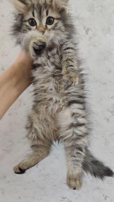 Şinşilla, Dişi, Yaxşı əllərə, Ödənişli çatdırılma lalafo.az -da Şinşilla, Dişi, Yaxşı əllərə, Ödənişli çatdırılma