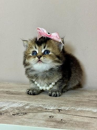 Britan lalafo.az -da Britan