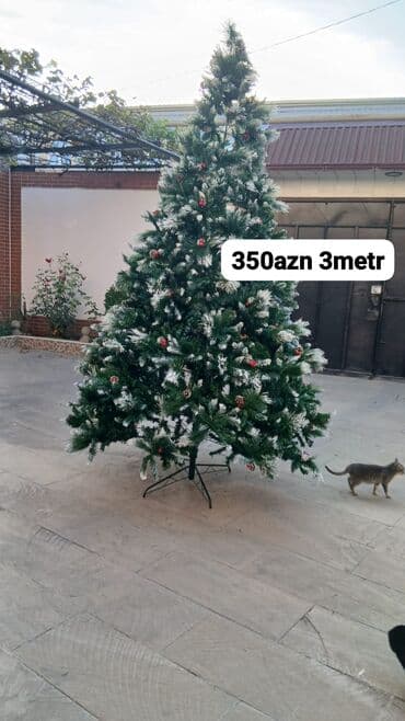 Yeni il ağacı – 3 metr Qiymət: 350 AZN (şəkildə qeyd olunub) - lalafo.az -da Yeni il ağacı – 3 metr Qiymət: 350 AZN (şəkildə qeyd olunub) -