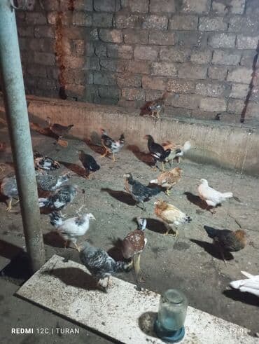 Yemləmə yerləri ilə təmin edilib. - Yumurtalıq və ətlik məqsəd uyğun lalafo.az -da Yemləmə yerləri ilə təmin edilib. - Yumurtalıq və ətlik məqsəd uyğun