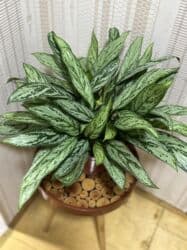 Удобрения: Vatsapp mövcuddur!. Çatdırılma metrolara, Şamaxinkaya mövcuddur və at lalafo.az — 1 Удобрения: Vatsapp mövcuddur!. Çatdırılma metrolara, Şamaxinkaya mövcuddur və — 1