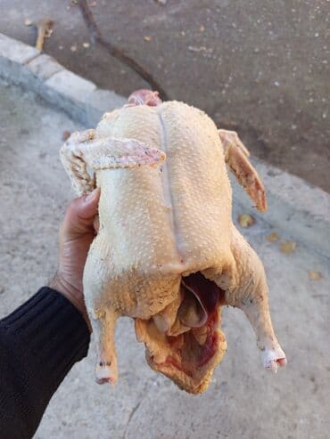 Рыба и морепродукты: Salam Gəncədə lal ördək satılır diri çəki ə kilo 10 manat təmiz əti at lalafo.az — 2 Рыба и морепродукты: Salam Gəncədə lal ördək satılır diri çəki ə kilo 10 manat təmiz əti — 2