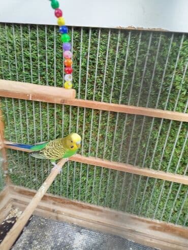 Məhsul: Dalmatinə oxşar naxışlı iki dalğıç papağan (büdcəri/undulat) lalafo.az -da Məhsul: Dalmatinə oxşar naxışlı iki dalğıç papağan (büdcəri/undulat)