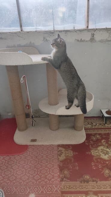 Brilliance: Qızıl şinşilla, Erkək, Yaxşı əllərə, Ödənişli çatdırılma lalafo.az -da — 3 Brilliance: Qızıl şinşilla, Erkək, Yaxşı əllərə, Ödənişli çatdırılma — 3