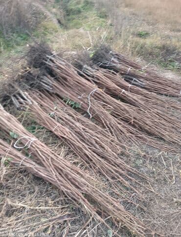 Tinglərimiz satışdadır sağlam tinglər bizdədir sifariş sizden pulsuz lalafo.az -da Tinglərimiz satışdadır sağlam tinglər bizdədir sifariş sizden pulsuz