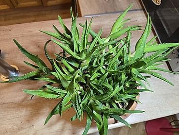 Aloe otaq gülü – çox dözümlüdür, az su ilə kifayətlənir. İşıqlı lalafo.az -da Aloe otaq gülü – çox dözümlüdür, az su ilə kifayətlənir. İşıqlı