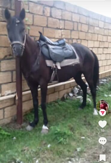 Satışda: minik və yükgötürmə üçün uyğun at Xüsusiyyətlər: - Rəngi lalafo.az -da Satışda: minik və yükgötürmə üçün uyğun at Xüsusiyyətlər: - Rəngi