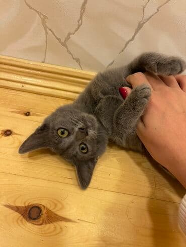 Britan, Dişi, Yaxşı əllərə, Ünvandan götürmə lalafo.az -da Britan, Dişi, Yaxşı əllərə, Ünvandan götürmə