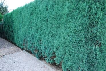 Удобрения: Thuja toxumları, sərv, Arizona sərv, mavi thuja, qərb thuja və şərq at lalafo.az — 18 Удобрения: Thuja toxumları, sərv, Arizona sərv, mavi thuja, qərb thuja və şərq — 18